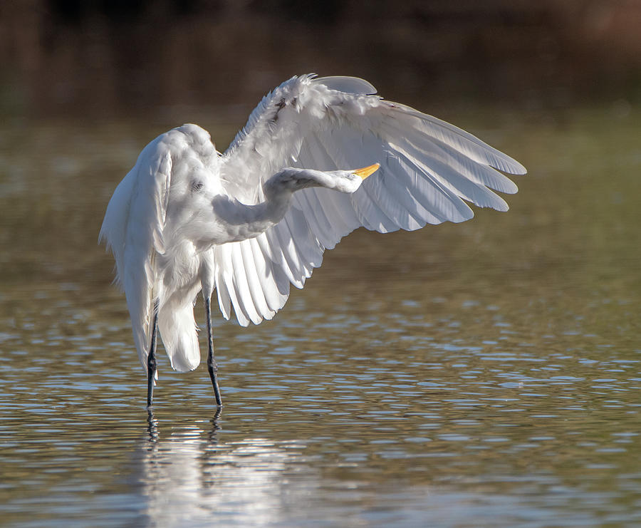 Great Egret 8290-090320-2 Photograph by Tam Ryan