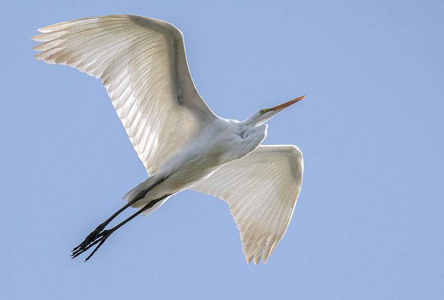 Great Egret 8593-101221-2 Photograph by Tam Ryan