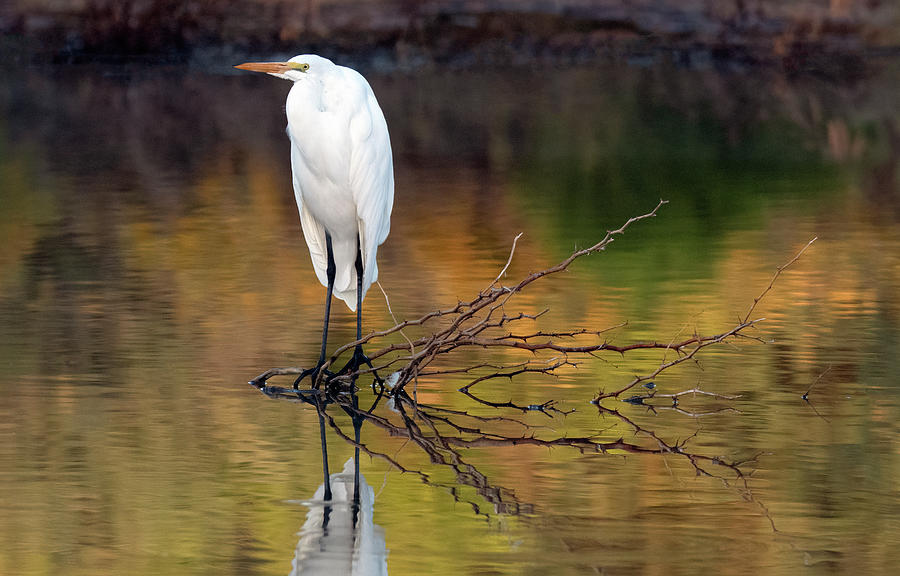 Great Egret 8625-101321-2 Photograph by Tam Ryan
