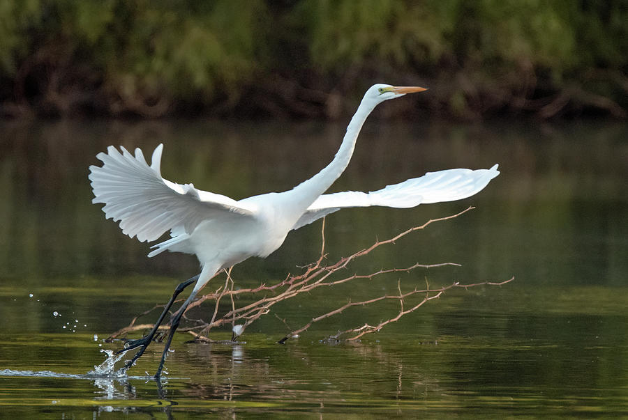 Great Egret 8645-101321-2 Photograph by Tam Ryan