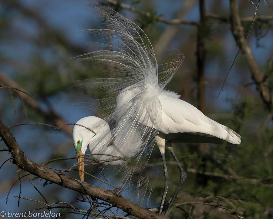 Great Egret 8862 Photograph by Brent Bordelon - Fine Art America