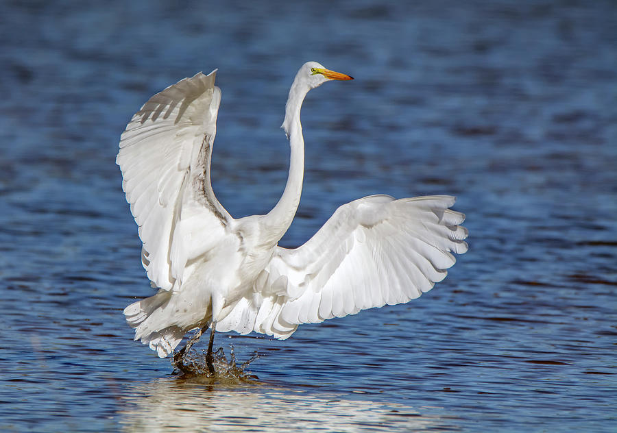 Great Egret 8955-1100918-2 Photograph by Tam Ryan