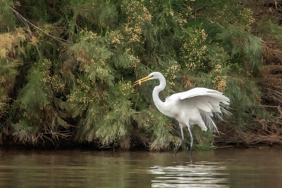 Great Egret 8969-012821-2 Photograph by Tam Ryan