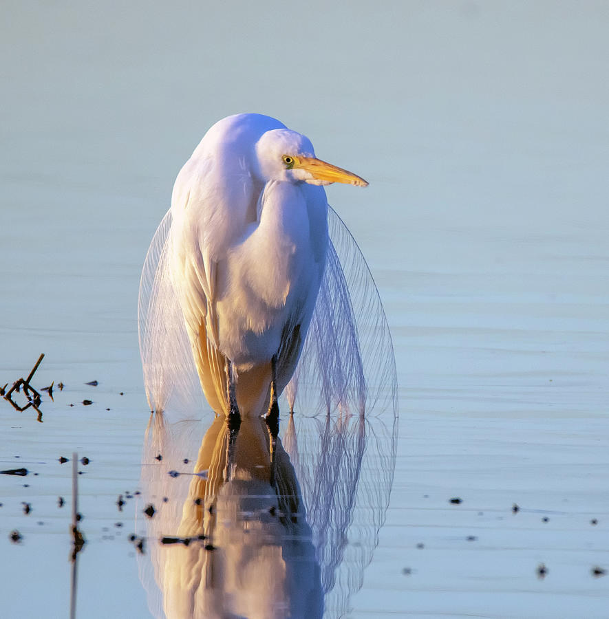 Great Egret 8998-020420-2 Photograph by Tam Ryan