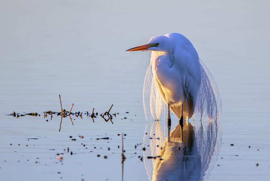 Great Egret 9002-020420-2 Photograph by Tam Ryan
