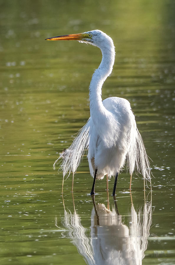 Great Egret 9112-061421-2 Photograph by Tam Ryan