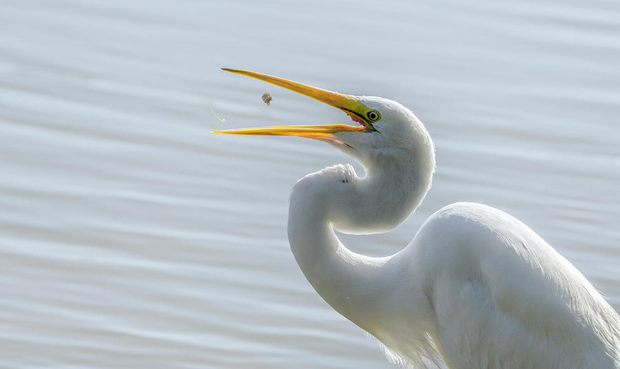 Great Egret 9147-050421-2 Photograph by Tam Ryan