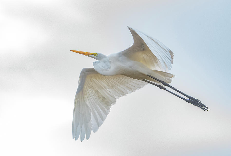 Great Egret 9148-102620-2 Photograph by Tam Ryan