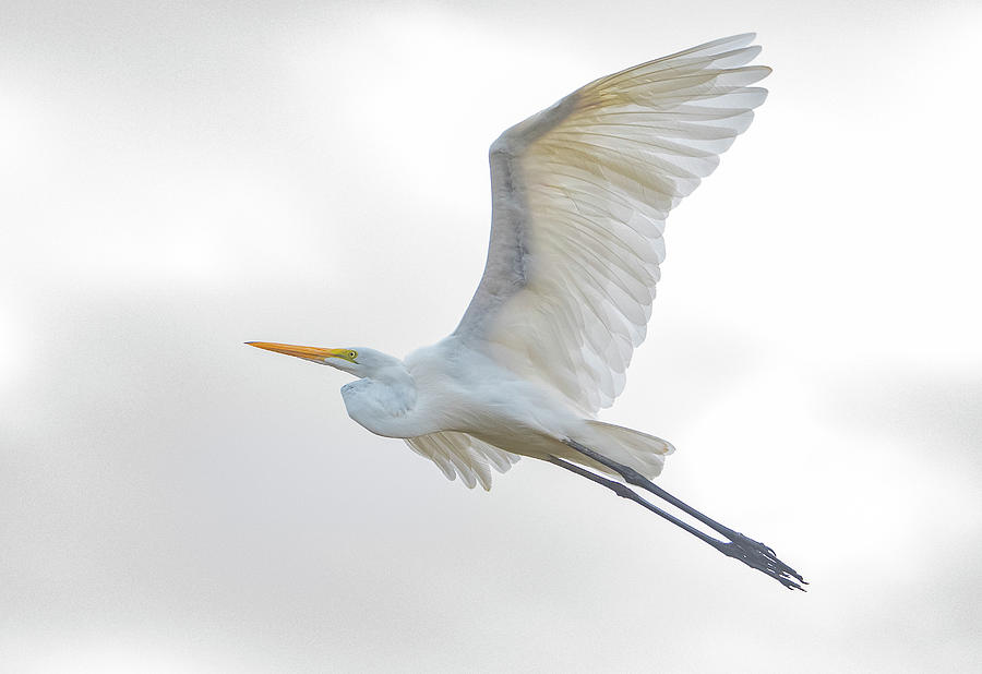Great Egret 9149-102620-2 Photograph by Tam Ryan
