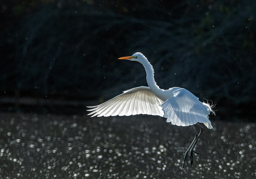 Great Egret 9343-101921-2 Photograph by Tam Ryan