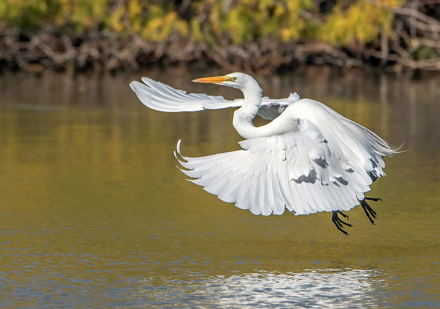 Great Egret 9673-121320-2 Photograph by Tam Ryan