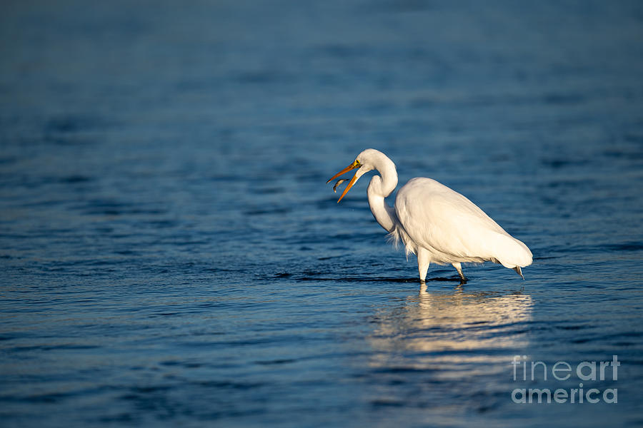 Great Egret Photograph by Amazing Action Photo Video