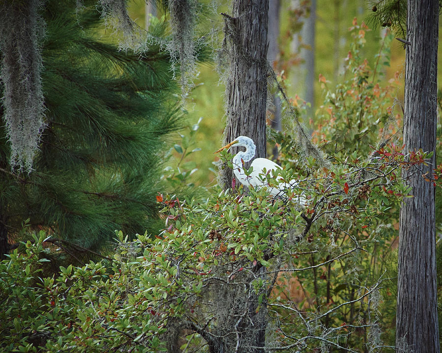 Great Egret Among the Cypress Photograph by John Simmons