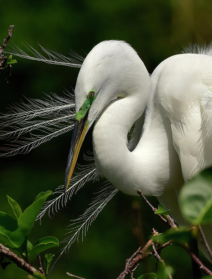 Great Egret and Breeding Plumes Photograph by Cindy McIntyre