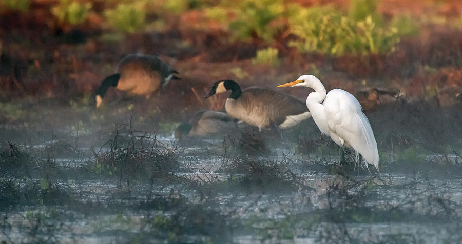 Great Egret and Canada Geese in the Mist 6070-012320-2 Photograph by Tam Ryan