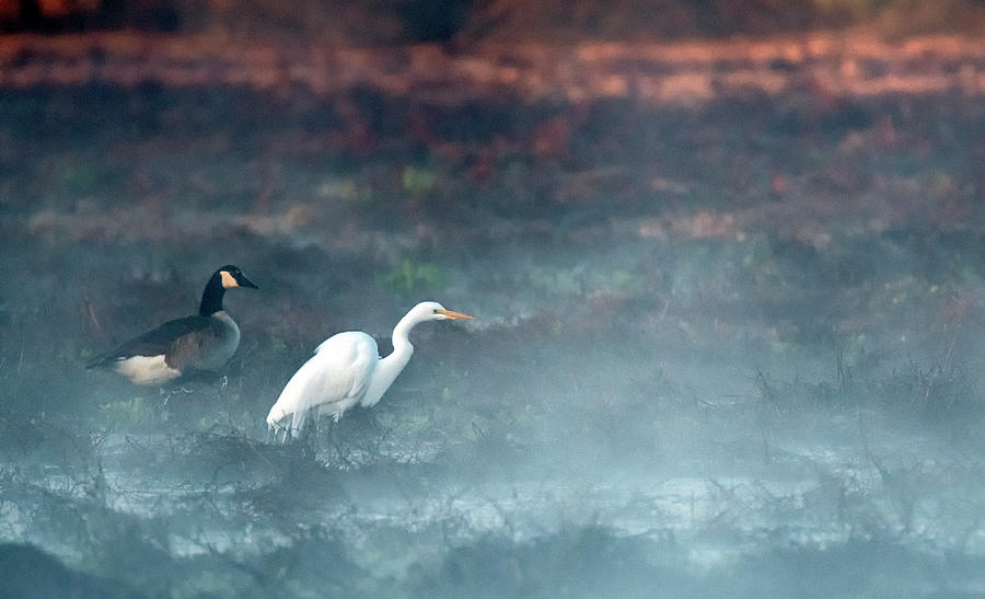 Great Egret and Canada Goose 6065-012320-2 Photograph by Tam Ryan