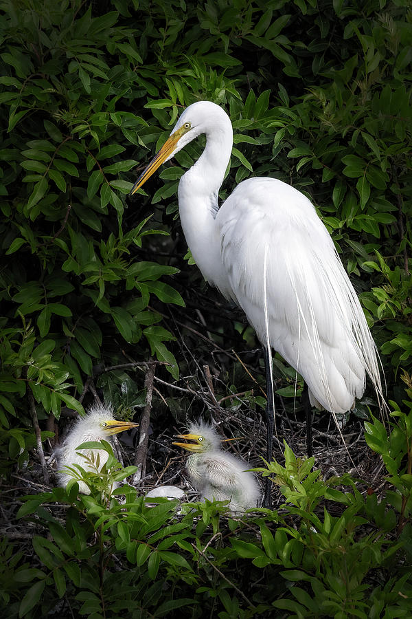 Great Egret And Chicks Photograph by Susan Candelario