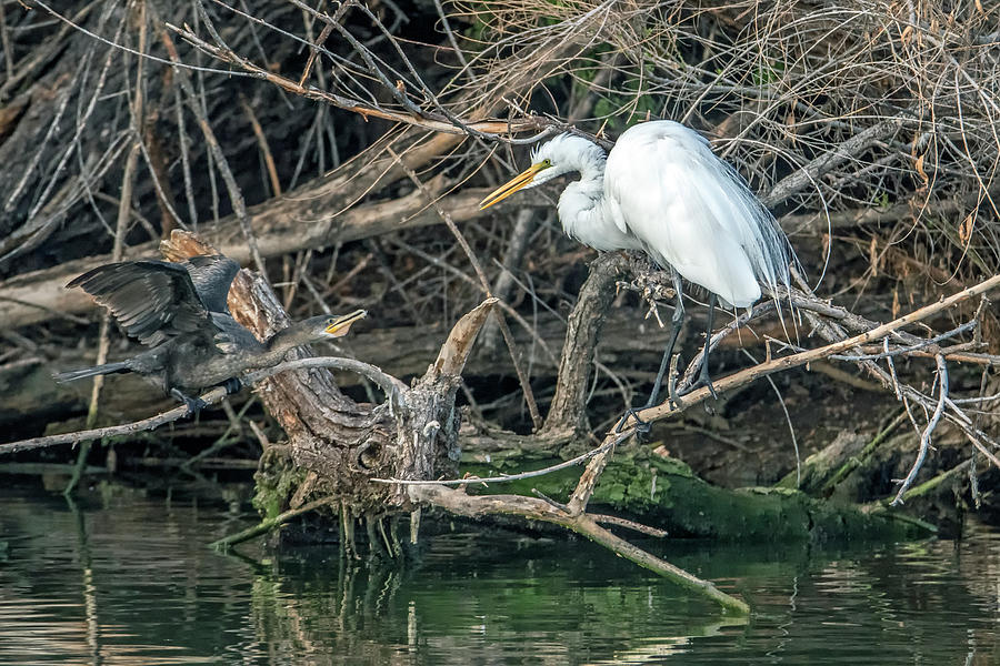 Great Egret and Cormorant 9624-020121-2 Photograph by Tam Ryan