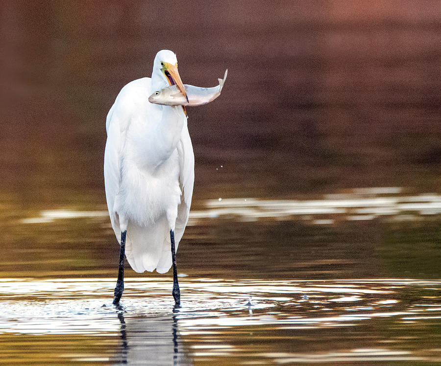 Great Egret and Fish 0321-100919-2 Photograph by Tam Ryan