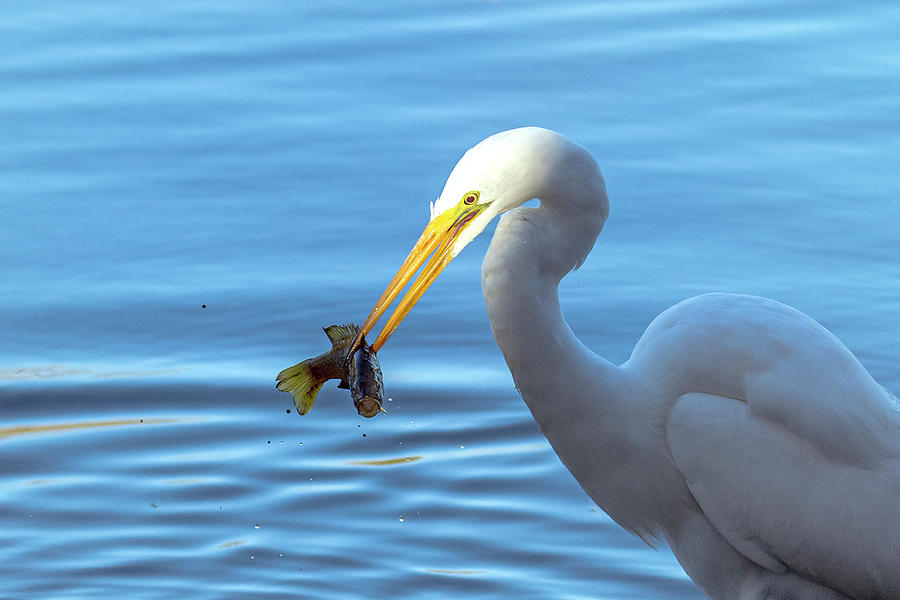 Great Egret and Fish 2454-021421-2 Photograph by Tam Ryan