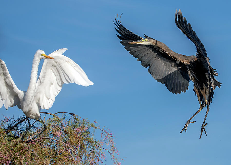 Great Egret and Great Blue Heron 0158-102221-3 Photograph by Tam Ryan