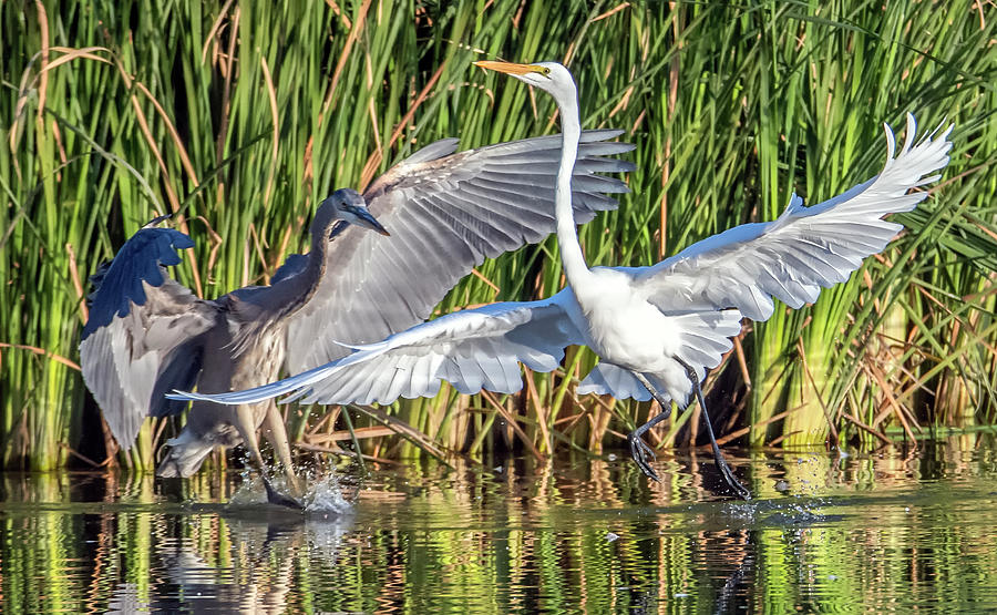 Great Egret and Great Blue Heron 7540-120720-2 Photograph by Tam Ryan
