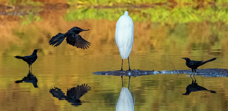Great Egret and Great-tailed Grackles 4177-112421-2 Photograph by Tam Ryan