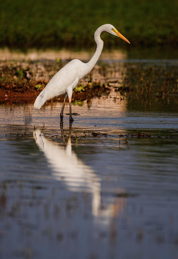 Great Egret and its reflection Photograph by Vishwanath Bhat