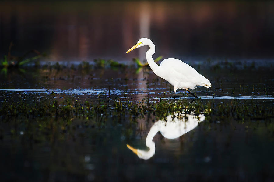 Great Egret and its reflections Photograph by Vishwanath Bhat
