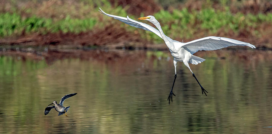 Great Egret and Long-billed Dowitcher 2242-111121-2 Photograph by Tam Ryan