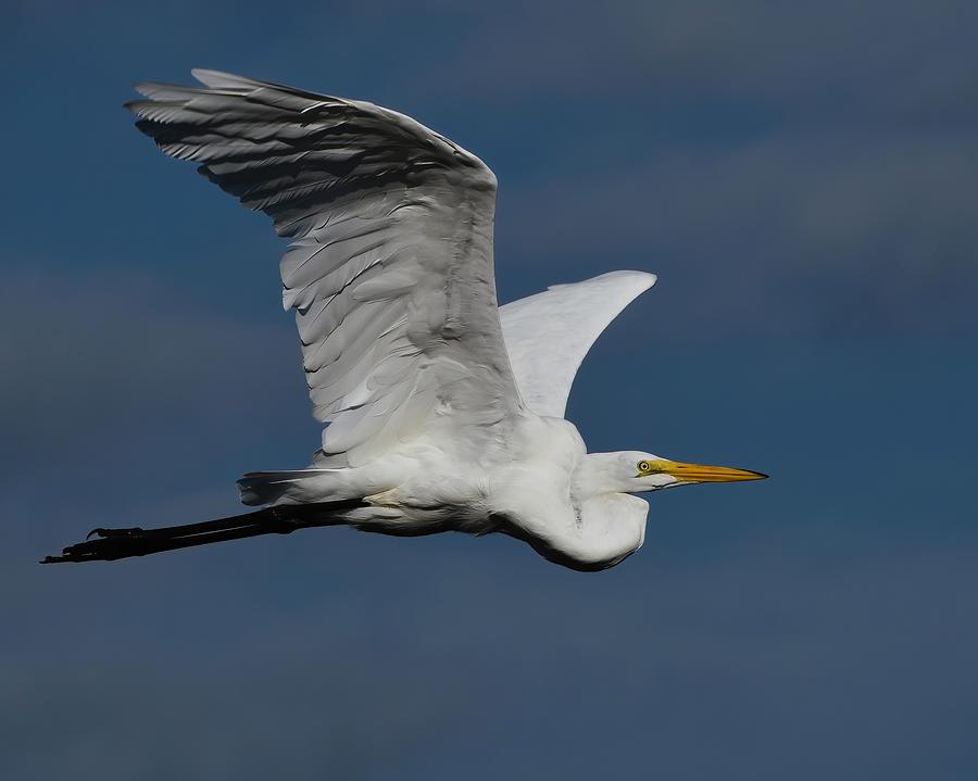 Great Egret And Morning Flight Photograph by Chip Gilbert