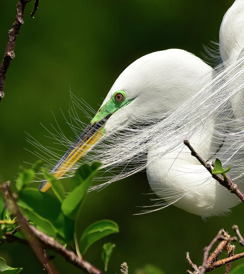 Great Egret and Plumes Photograph by Cindy McIntyre