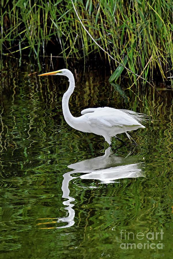 Great Egret And Reflections Nj Marsh Photograph