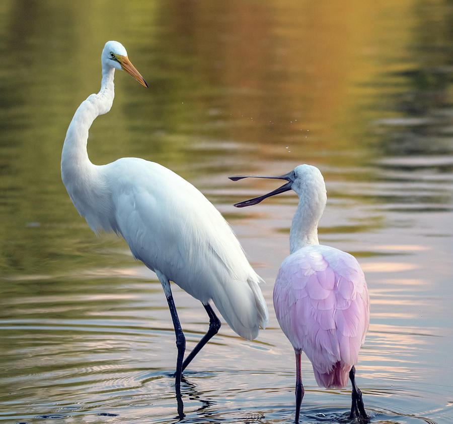 Great Egret and Roseate Spoonbill 0518-062921-2 Photograph by Tam Ryan