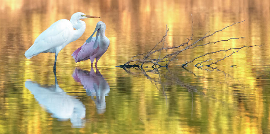 Great Egret and Roseate Spoonbill 0912-110321-2 Photograph by Tam Ryan