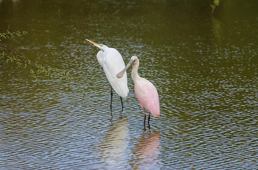 Great Egret and Roseate Spoonbill 2 Photograph by Dawn Richards