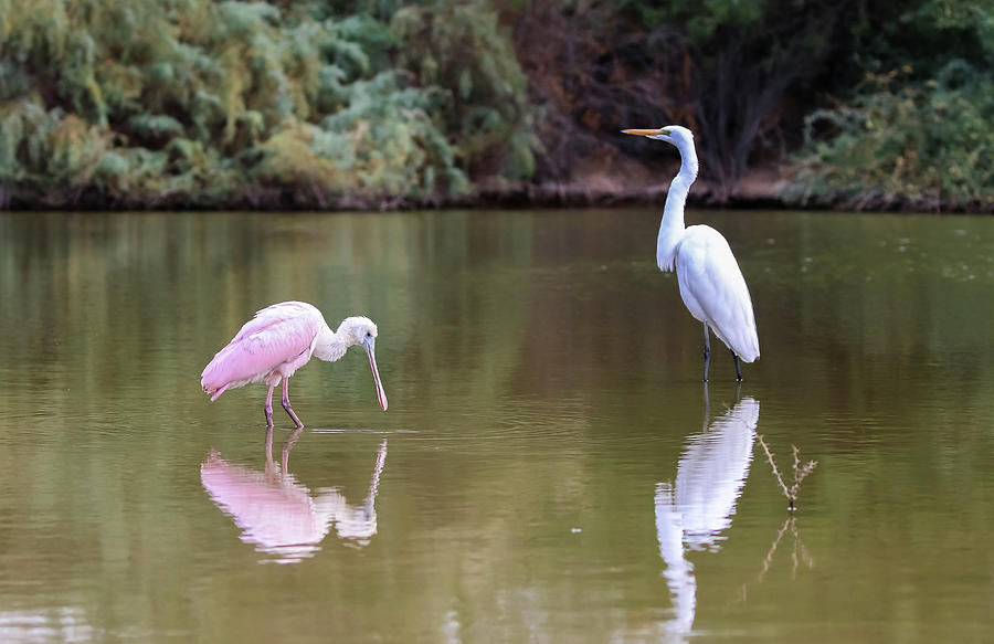 Great Egret and Roseate Spoonbill 3 Photograph by Dawn Richards