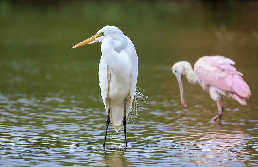 Great Egret and Roseate Spoonbill Photograph by Dawn Richards