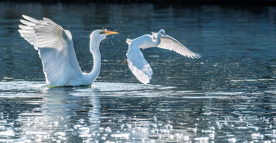 Great Egret and Snowy Egret 3155-011823-3 Photograph by Tam Ryan