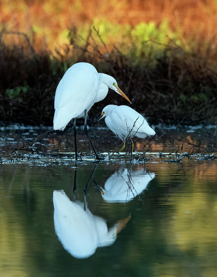 Great Egret and Snowy Egret 8270-101121-2 Photograph by Tam Ryan