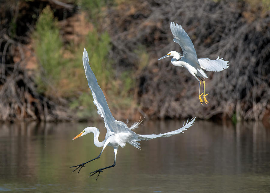 Great Egret and Snowy Egret 9658-121320-2 Photograph by Tam Ryan