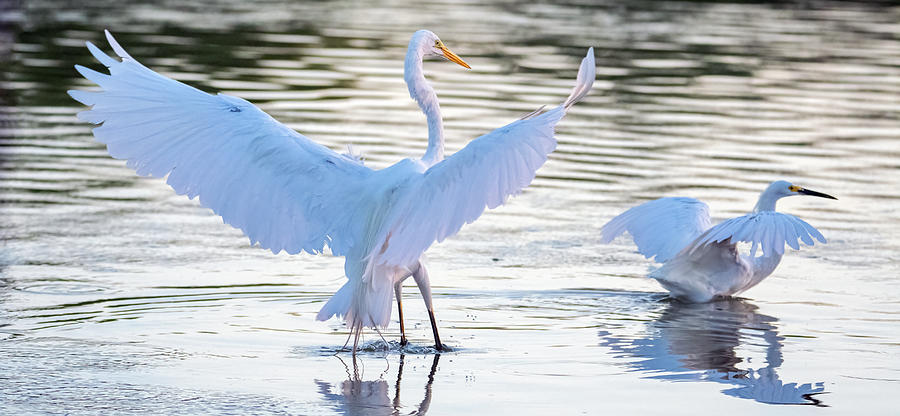 Great Egret and Snowy Egret Chase 9806-062521-2 Photograph by Tam Ryan