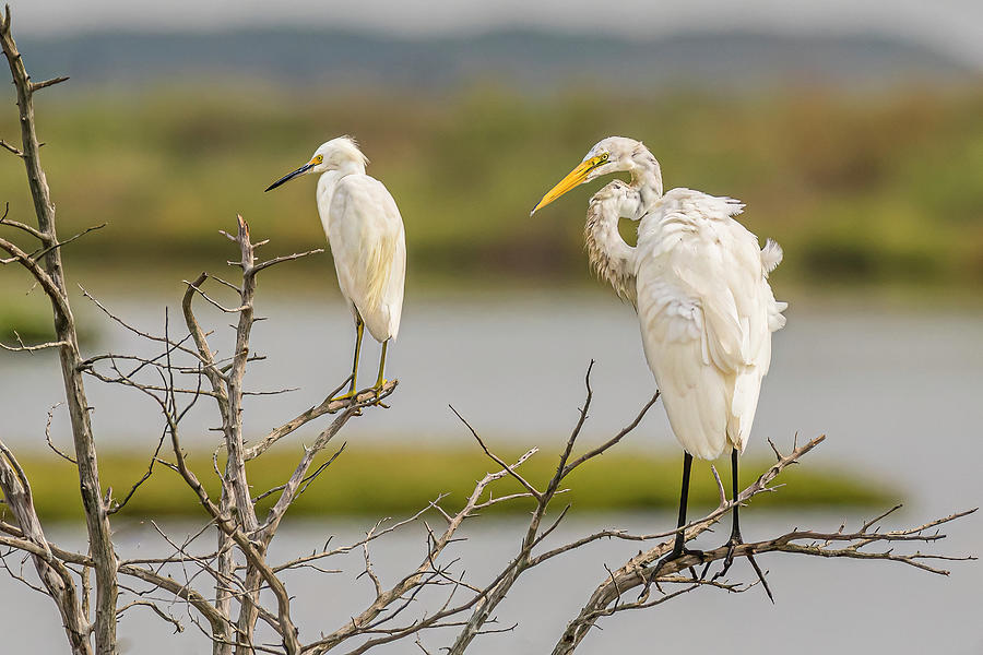 Compare size of Great Egret (right) and Snowy Egret (left Stock Photo -  Alamy