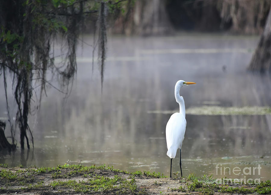 Great egret Photograph by Andrea Anderegg