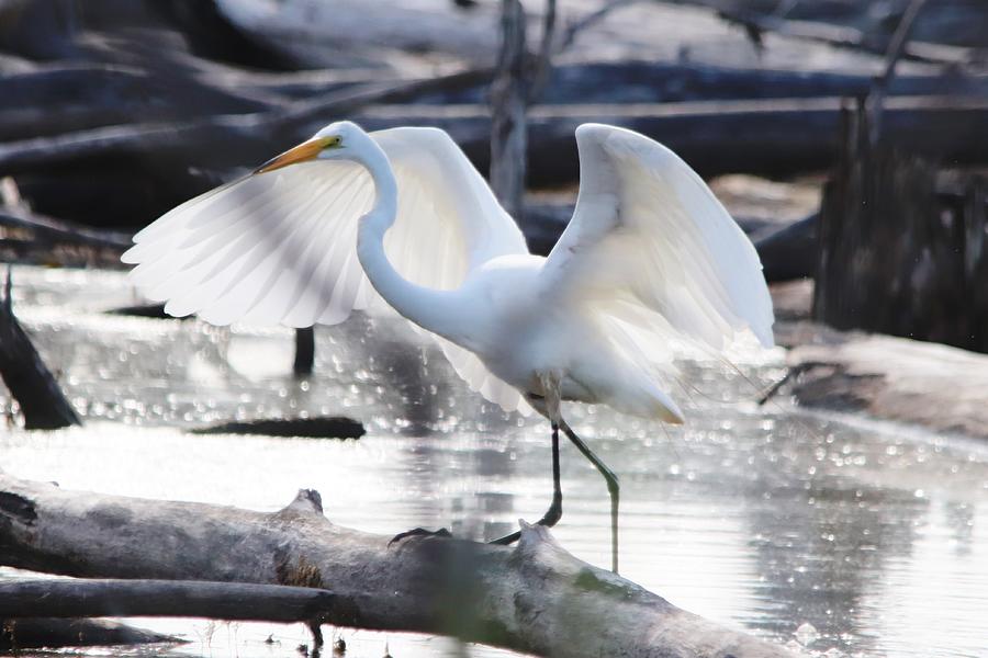 Great Egret Angel Wings Photograph
