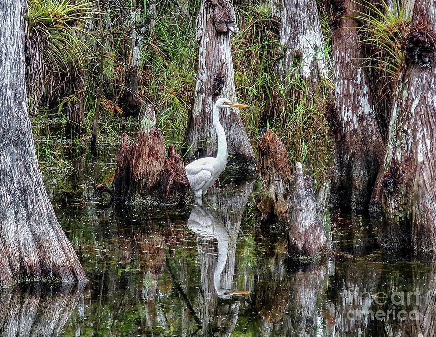 Great Egret at Big Cypress Photograph by Scott Moore
