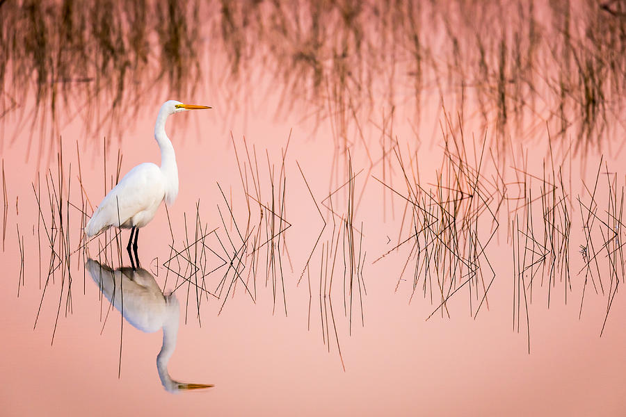 Great Egret at Sunrise in a Pink Colored Marsh Photograph by Troy Harrison