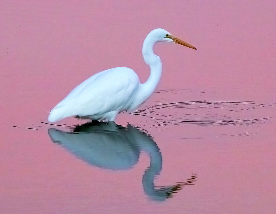 Great Egret at Sunset #1 Photograph by Carla Brennan