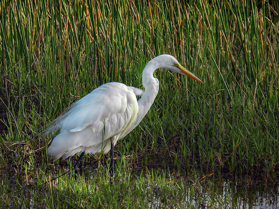 Great Egret at Sunset Photograph by Laura Putman