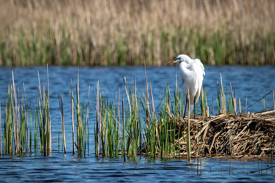 Great Egret at the Marsh Photograph by Ira Marcus
